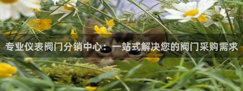 怎么代理新宝gg